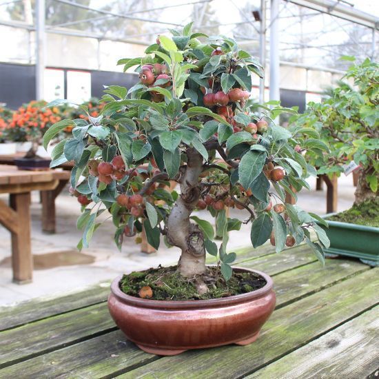 galeria mistral bonsai