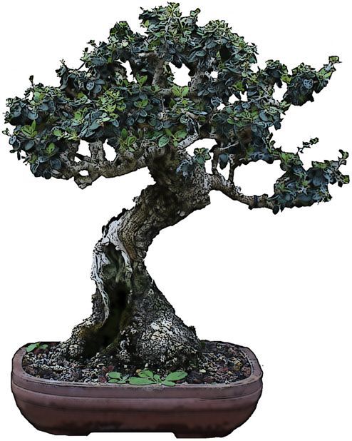 Mediterranean bonsai