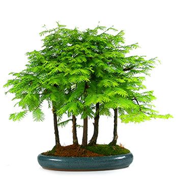 Metasequoia