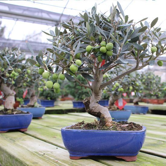 What kind of trees can be worked as bonsai, and how?