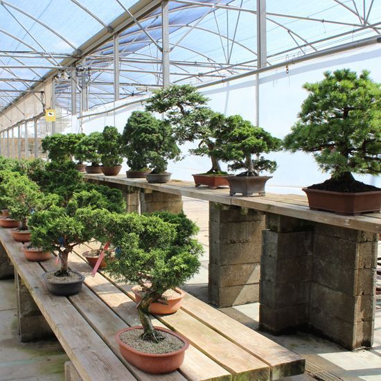 galeria mistral bonsai