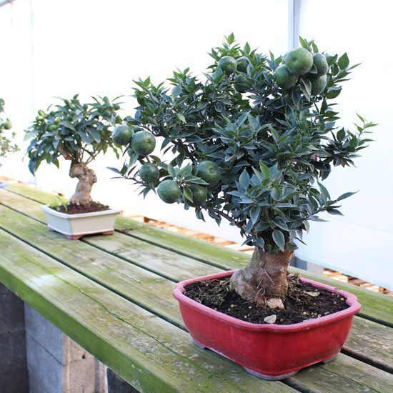 galeria mistral bonsai