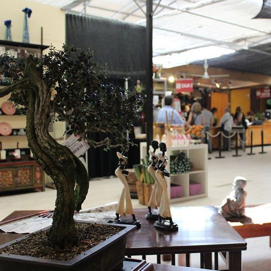 galeria mistral bonsai