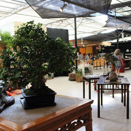 galeria mistral bonsai