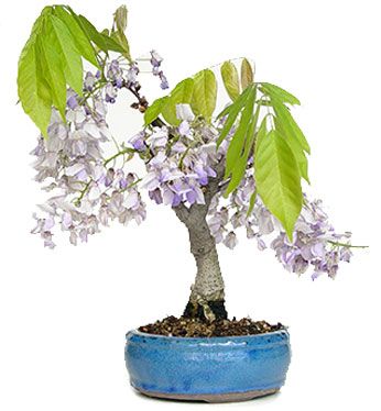 Wisteria floribunda