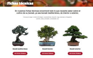 fichas tecnicas bonsais - Mistral Bonsai