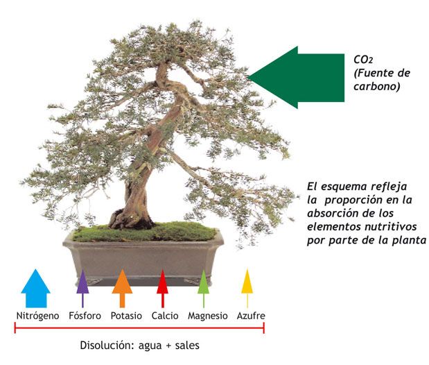 L'importance de l'engrais pour les bonsaïs I Mistral Bonsai