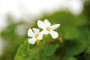 flor blanca 