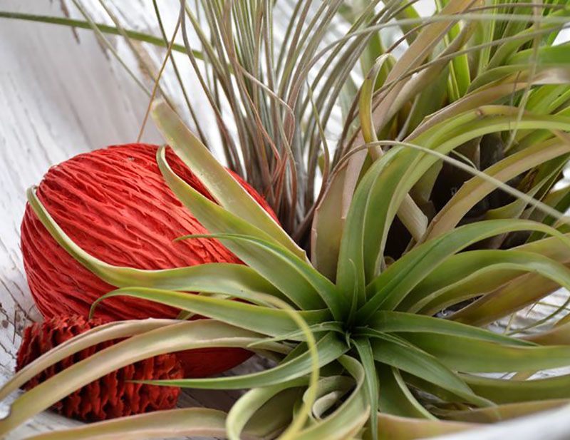 Tillandsia, oeillet de lune