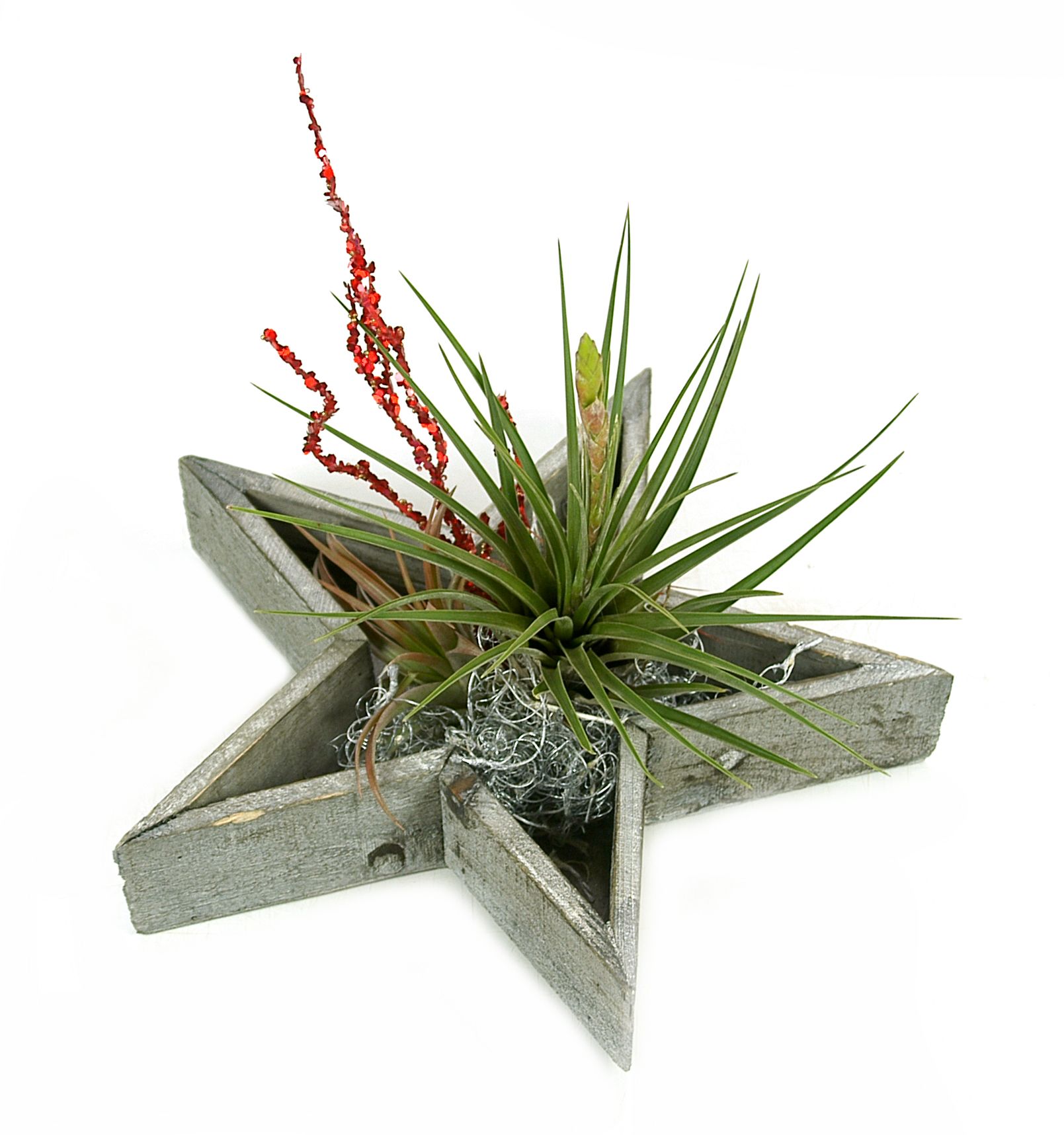 tillandsia etoile