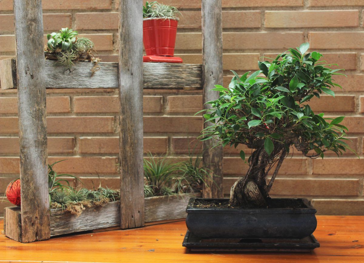 Lecciones básicas de bonsái