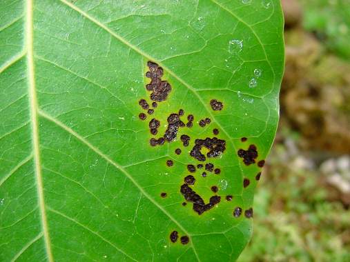 Common Bonsai Pests and Diseases