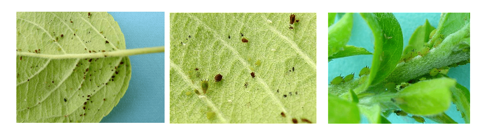 common bonsai pest and disease