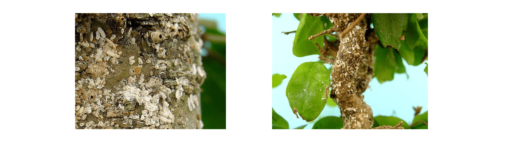 bonsai pest and disease