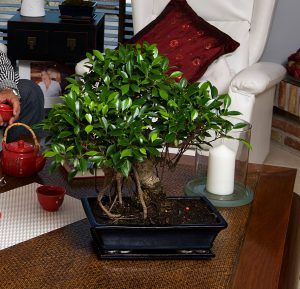 Indoor bonsai