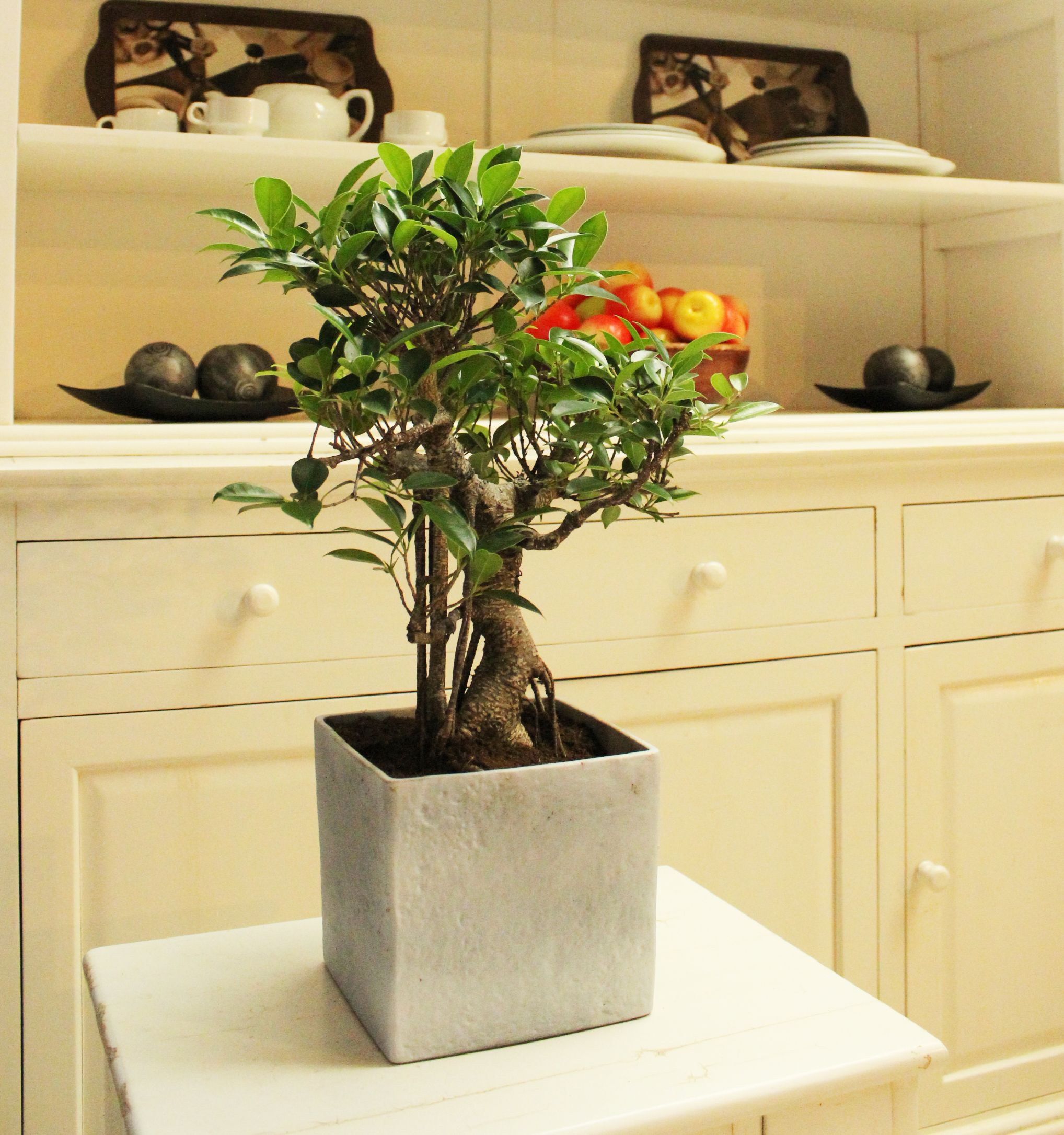 ficus retusa interieur