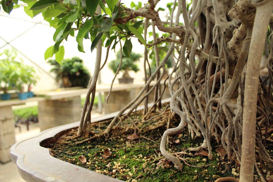 The ultimate Indoor bonsai: the Ficus Retusa