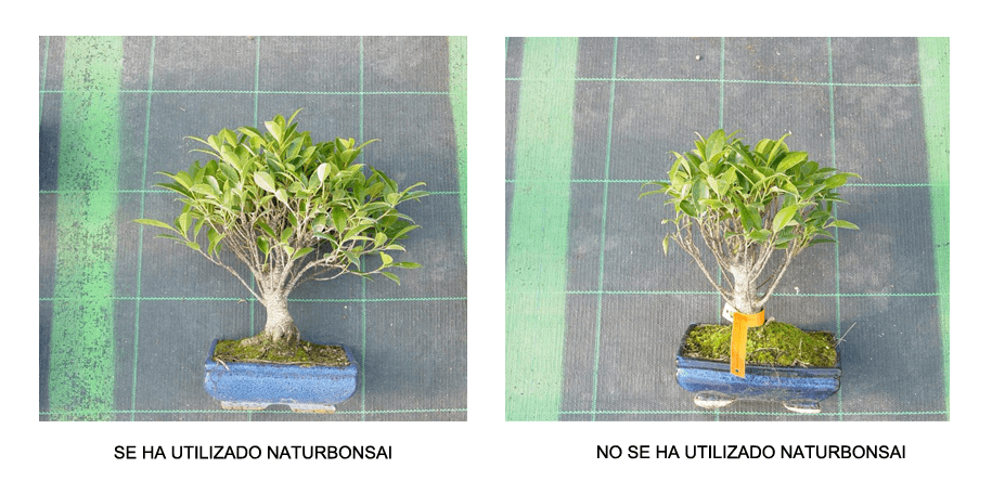 uso naturbonsai