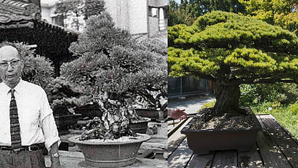 bonsai-sobrevivio-hiroshima