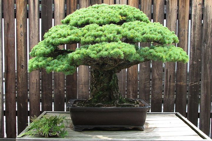 El bonsái que sobrevivió a Hiroshima