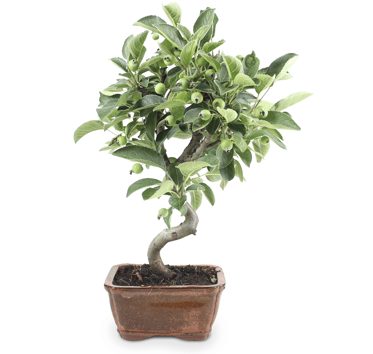 pack mistral bonsai