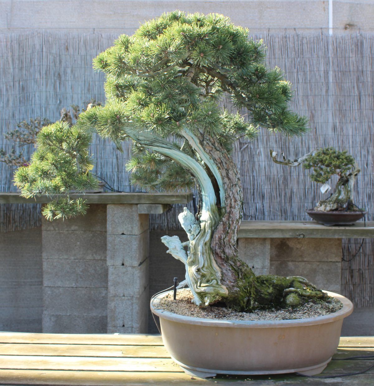 Limpieza de la madera en el bonsái Pinus