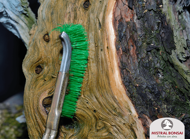 Utiliser la brosse dans la direction de la ligne qui marque le bois | Mistral Bonsai