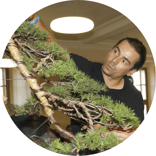 Andrea Melloni. IX Jornada Asociaciones Mistral Bonsai