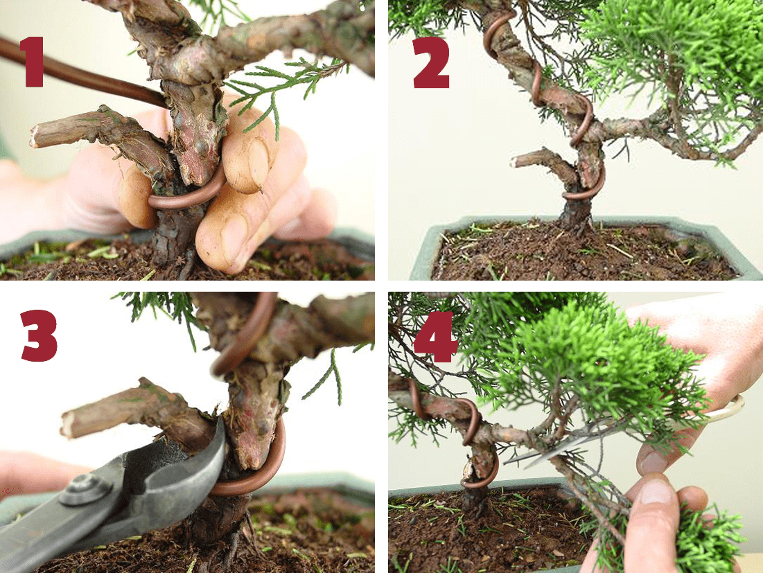 Bonsai task