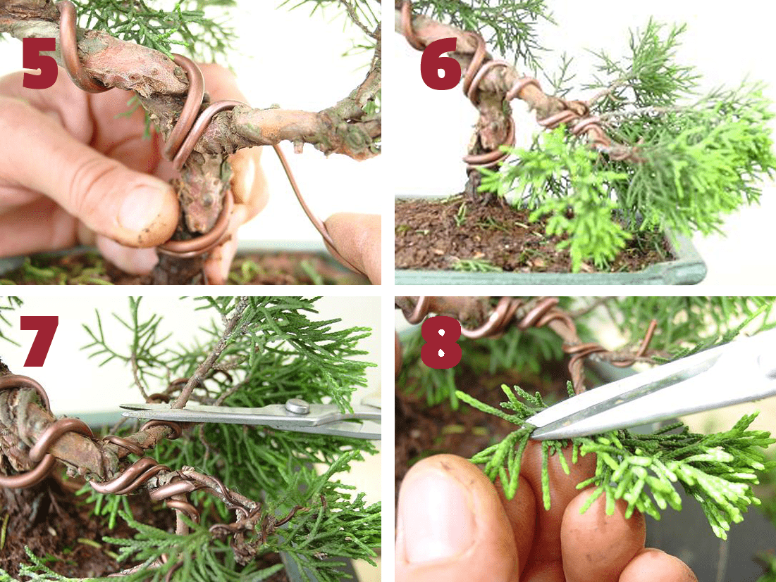 Needle bonsai