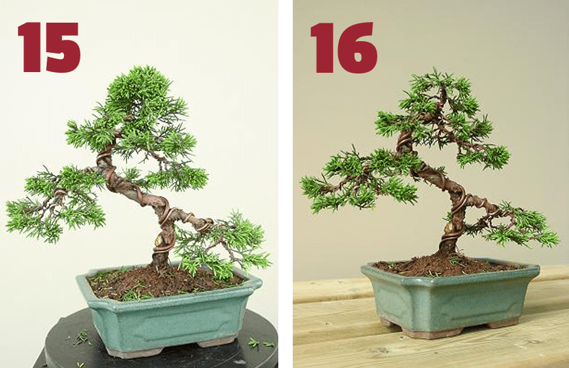 Juniperus bonsai