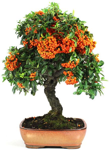 Pyracantha