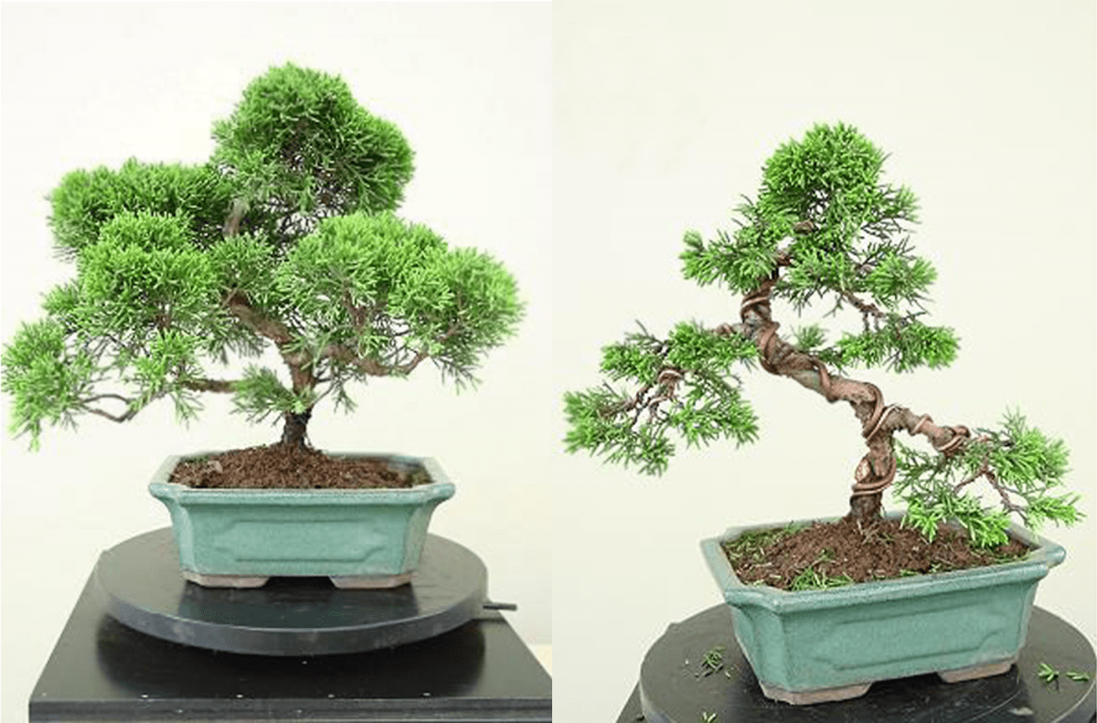 Comment remodeler un Juniperus commercial?