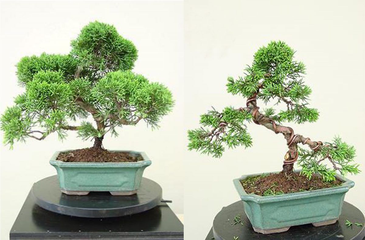 How to reshape a Juniperus bonsai?