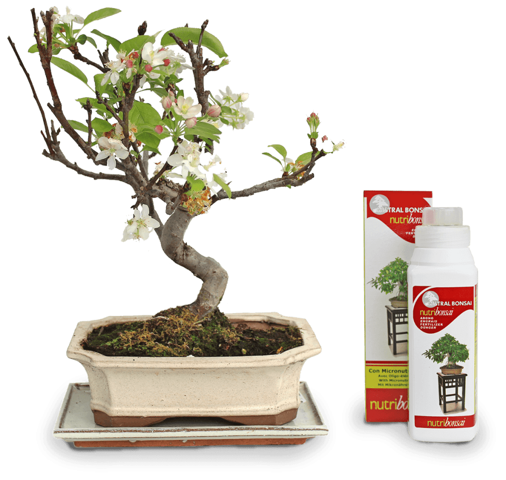 Düngen eines Bonsai-Zierapfelbaums