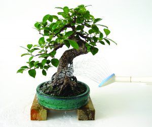 l'arrosage du bonsaï