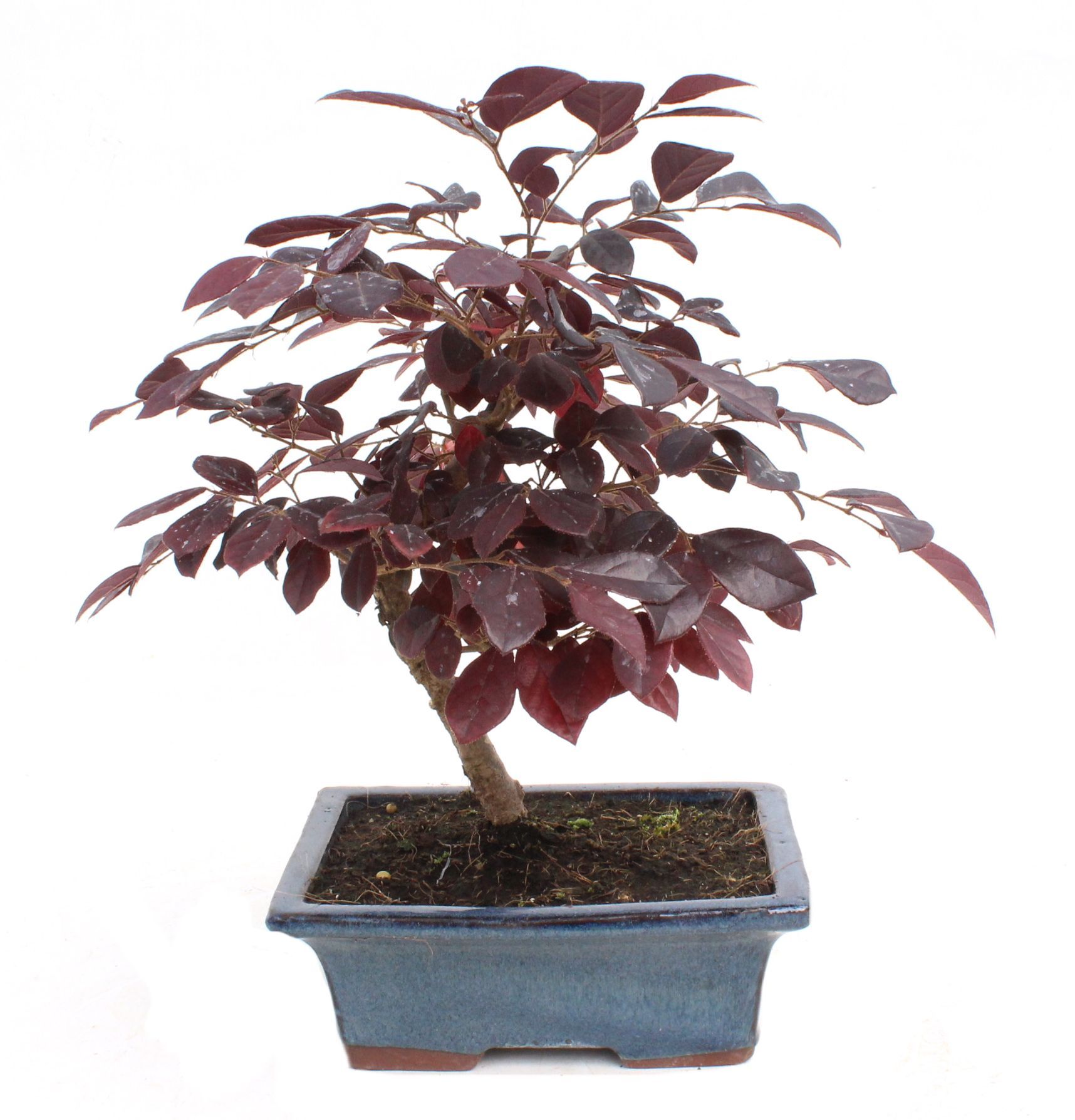 Loropetalum chinensis