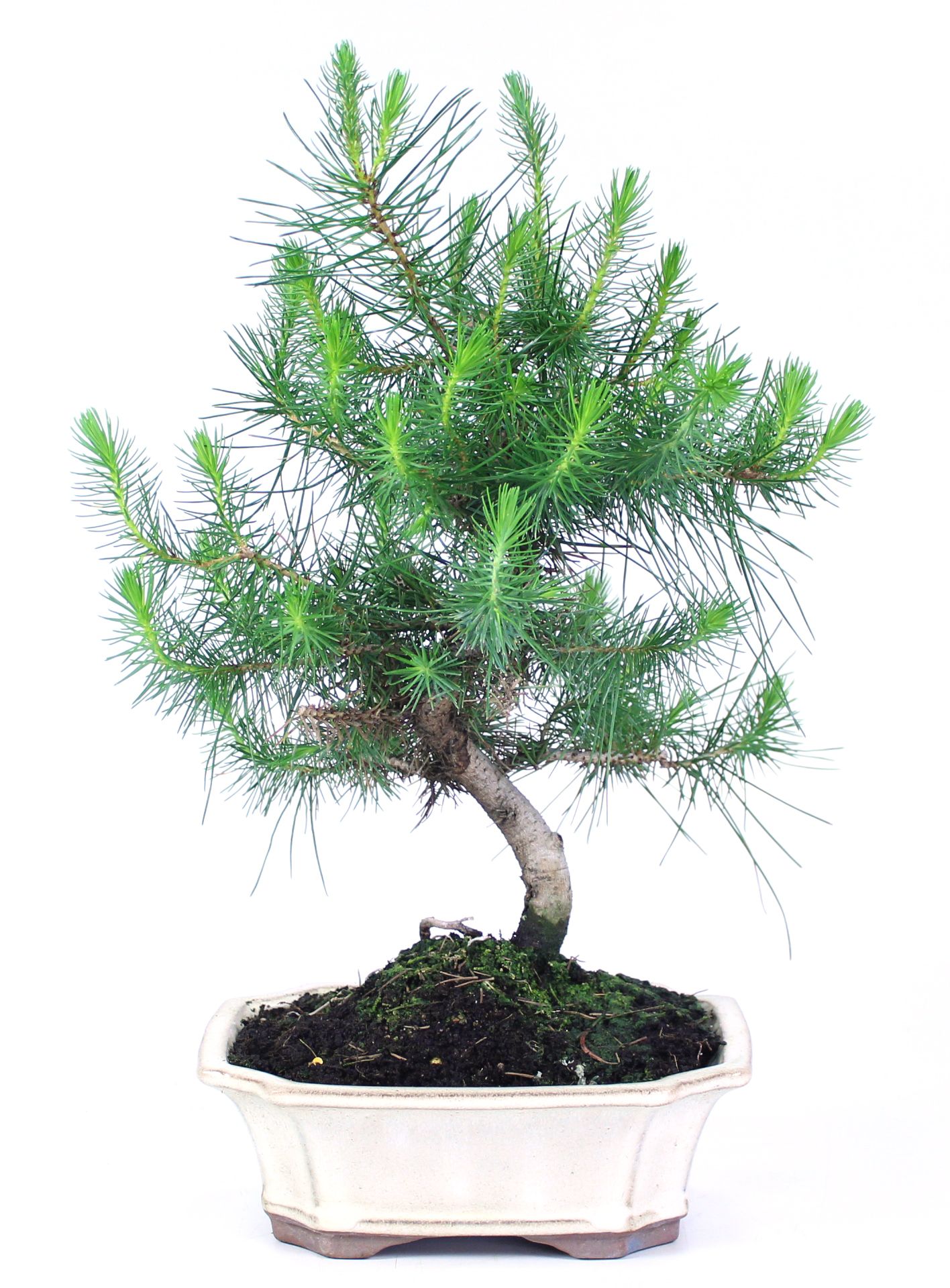 Pinus halepensis