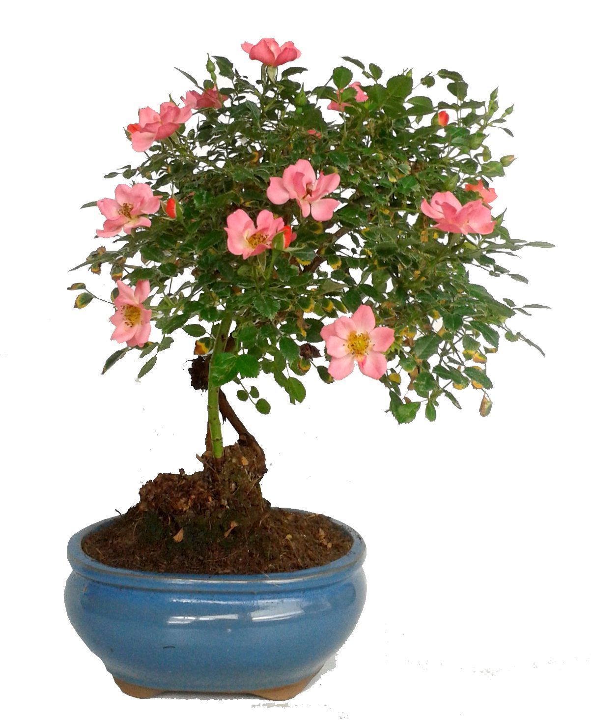Rosa sp. | Ficha técnica bonsái mediterráneo | Mistral Bonsai
