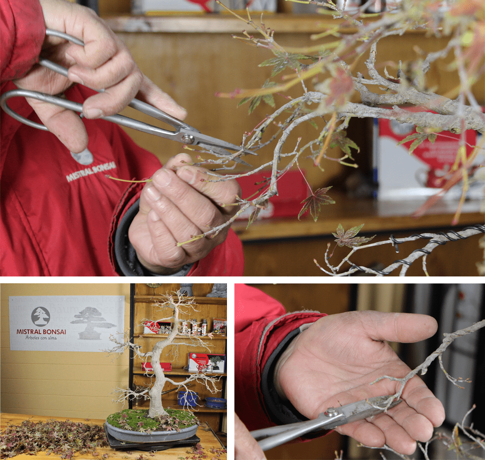 Autumn pruning of bonsai trees 