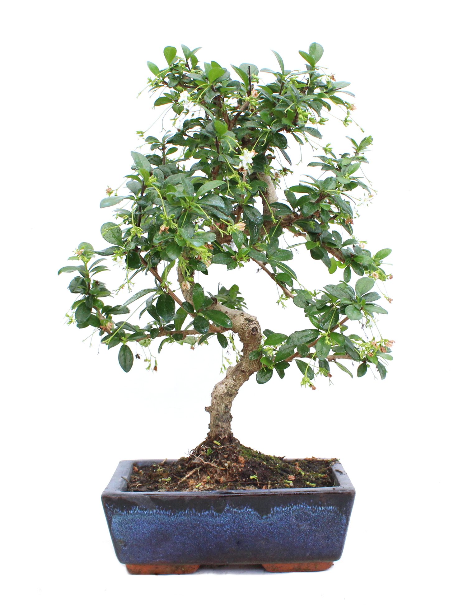 Bonsai Carmona ou Arbre à Thé - Fiche d'entretien