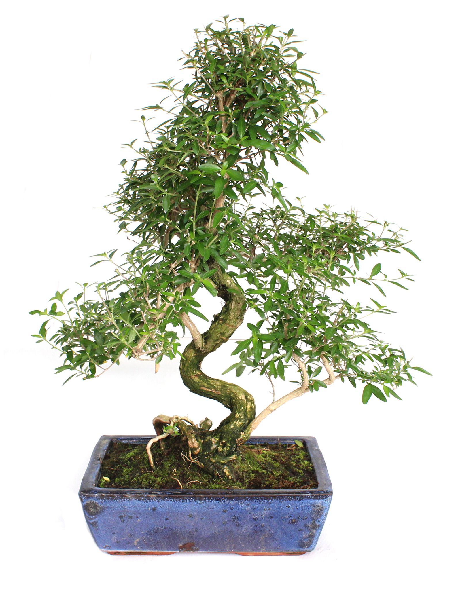 Serissa phoetida