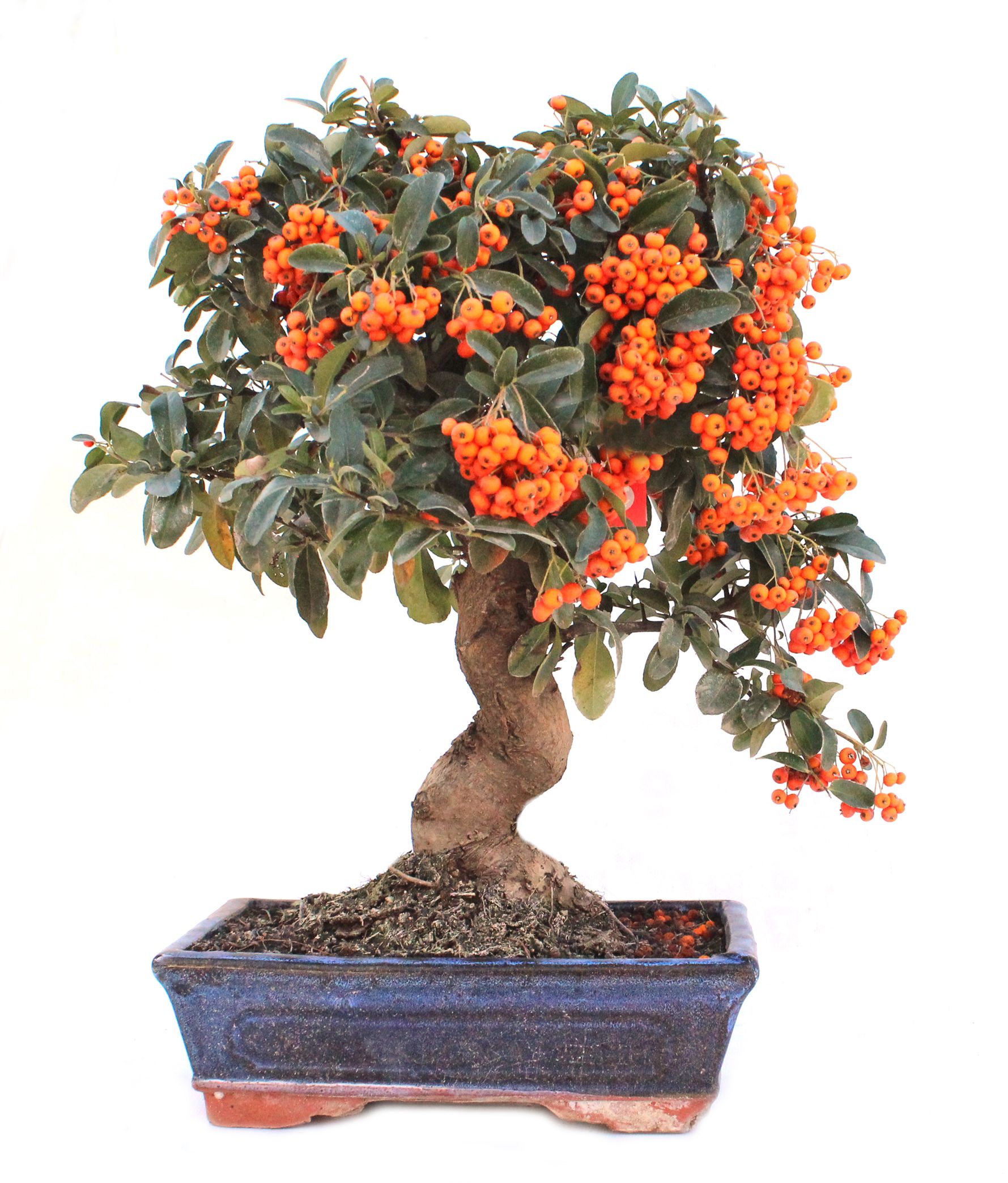 Pyracantha sp.