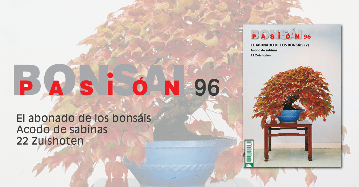 revista bonsai pasion 96 sabinas