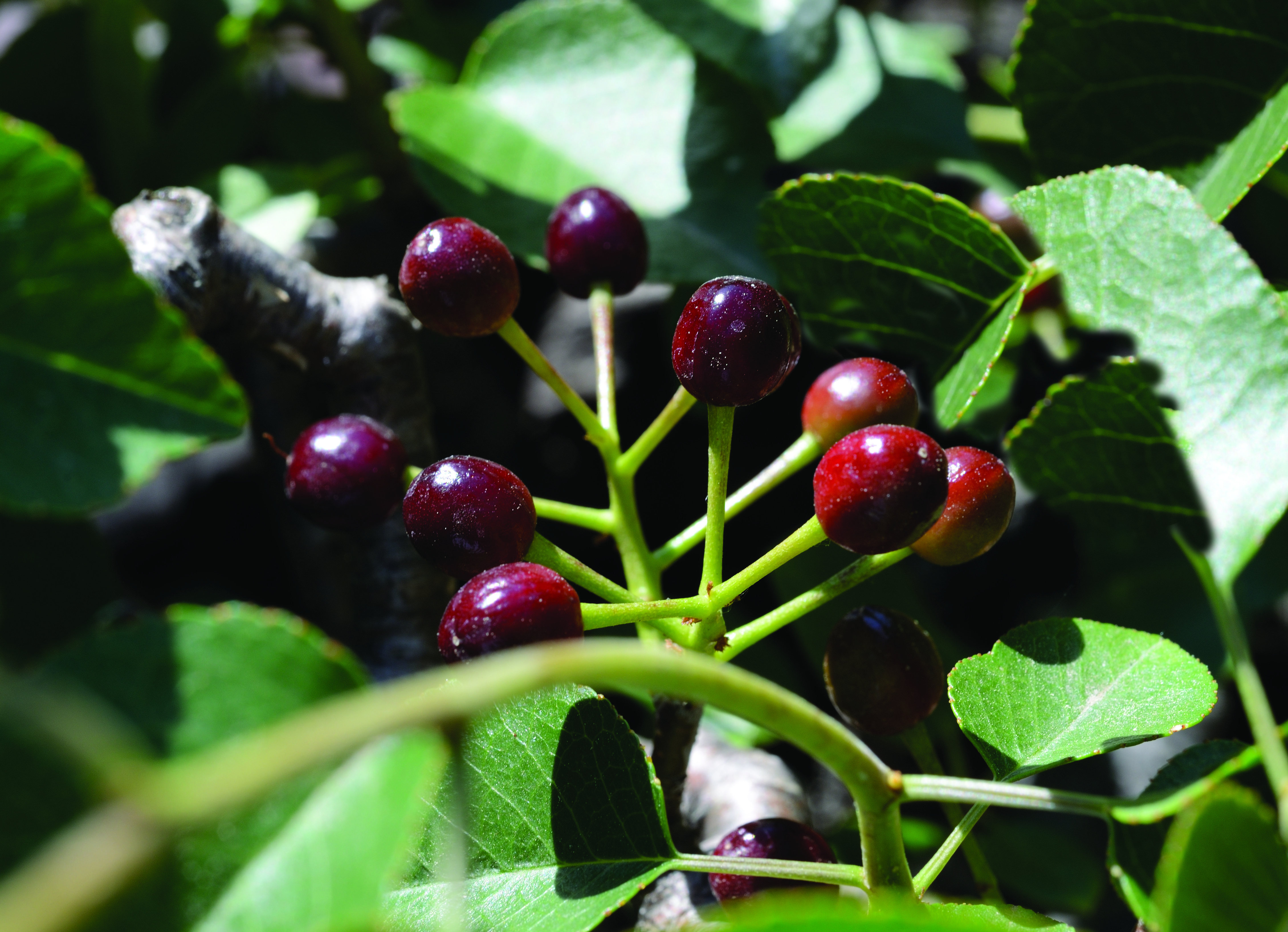 cerisier fruit