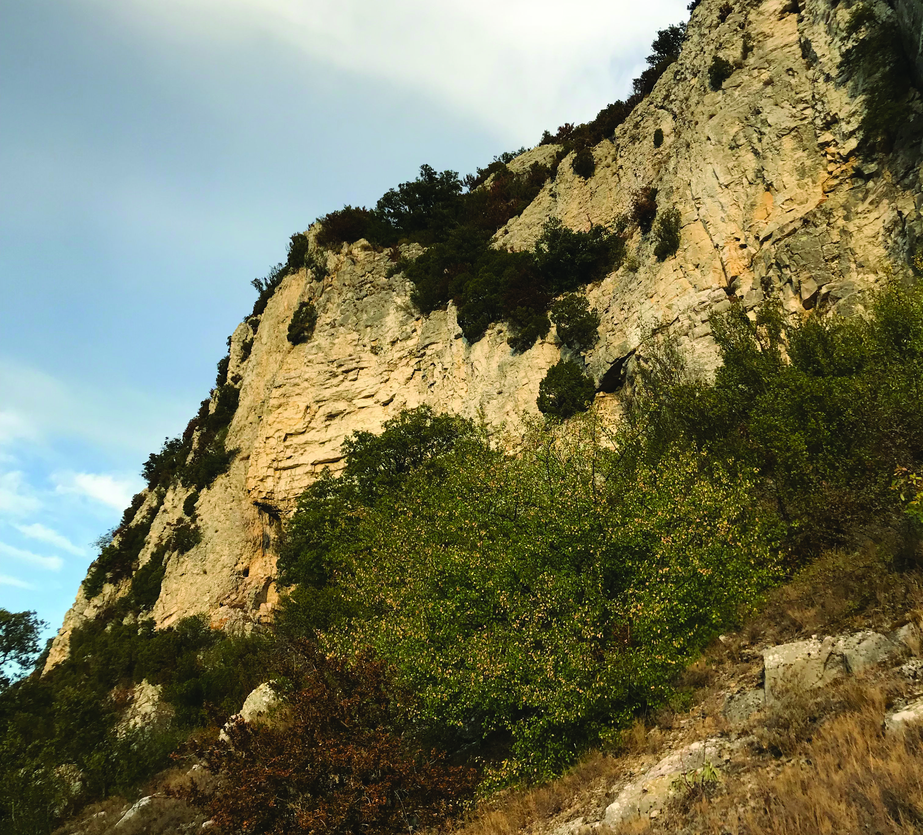 Cerezo de santa Lucía