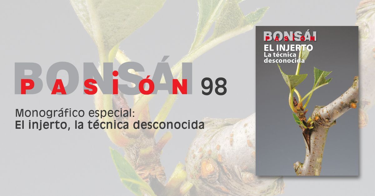 bonsai pasion 98 el injerto