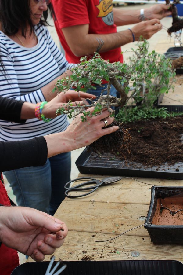 Bonsai Piedra Volcánica