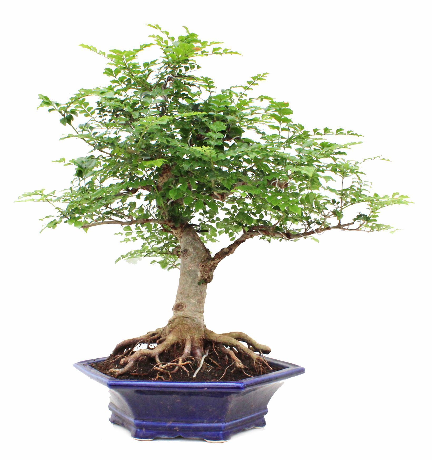 Sophora japonica | Indoor bonsai data sheet | Mistral Bonsai
