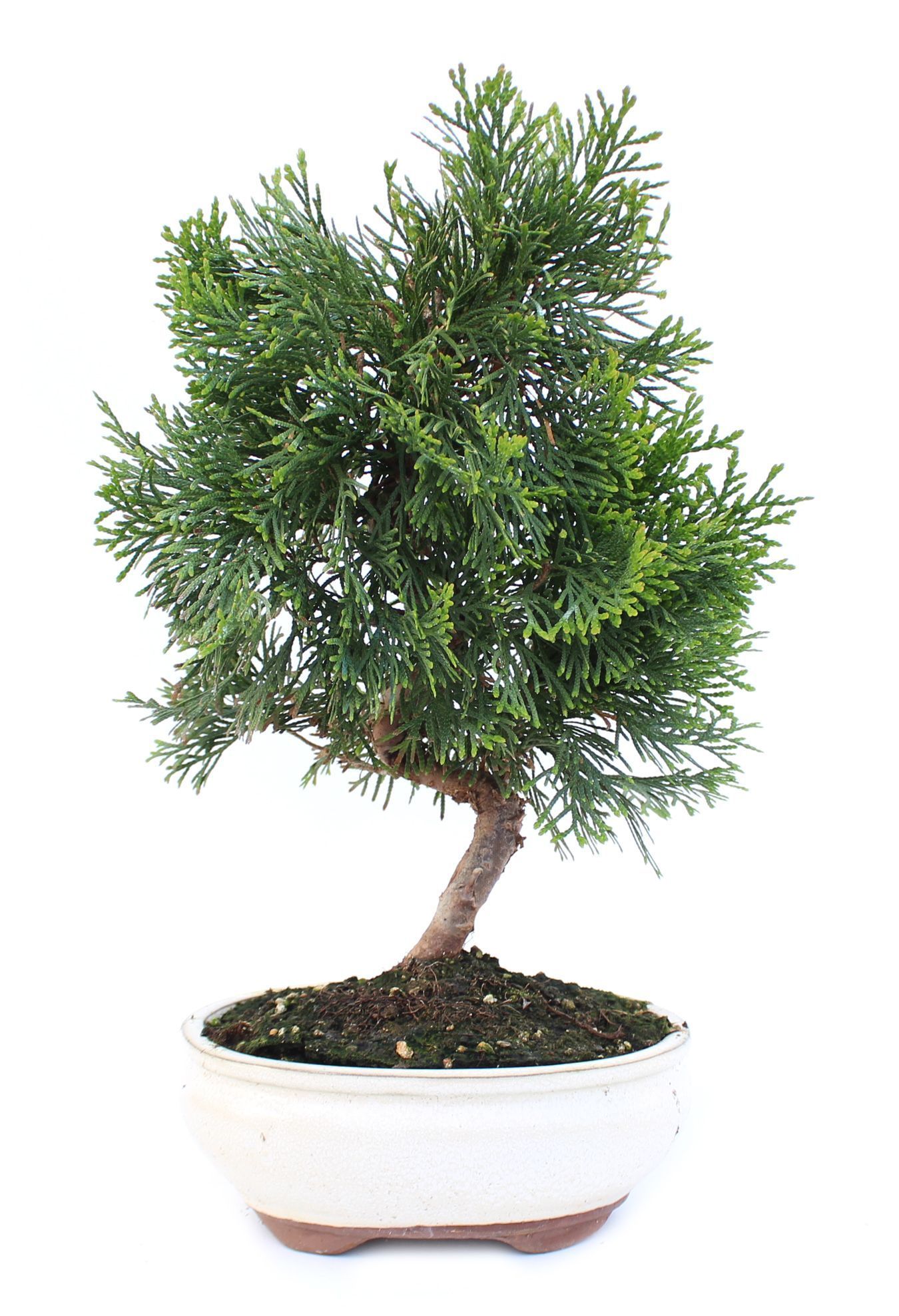 Thuja